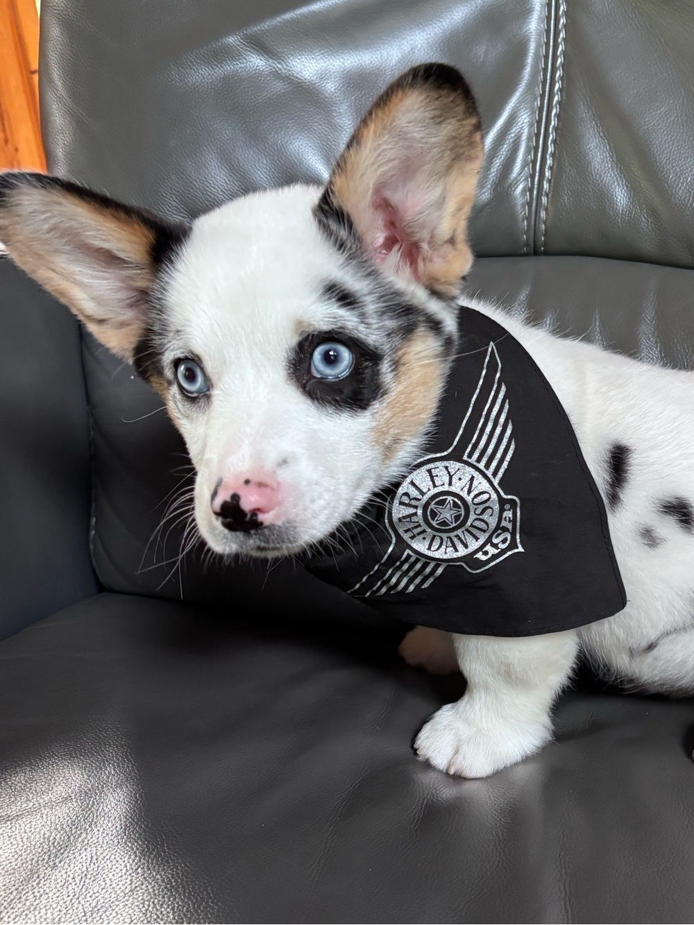 Harley Davidson Dog Bandana size small